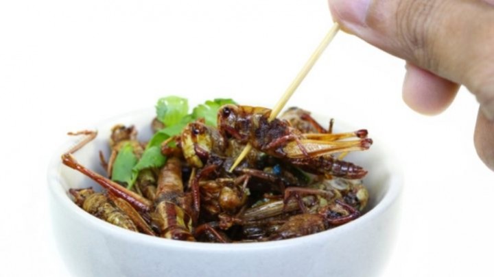Les insectes sont-ils la nourriture du futur ?