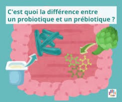 L'intérêt des probiotiques sur la santé