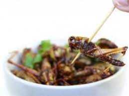 Pourquoi et comment manger des insectes comestibles