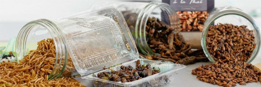 Les insectes comestibles : nourriture du futur