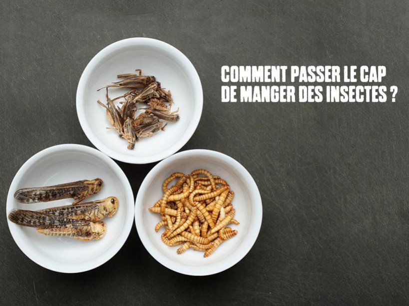 Tout savoir sur les insectes comestibles