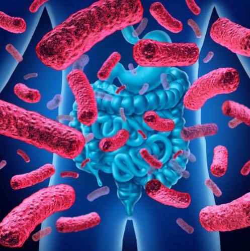 Les bienfaits des probiotiques : quels sont-ils et quand en profiter