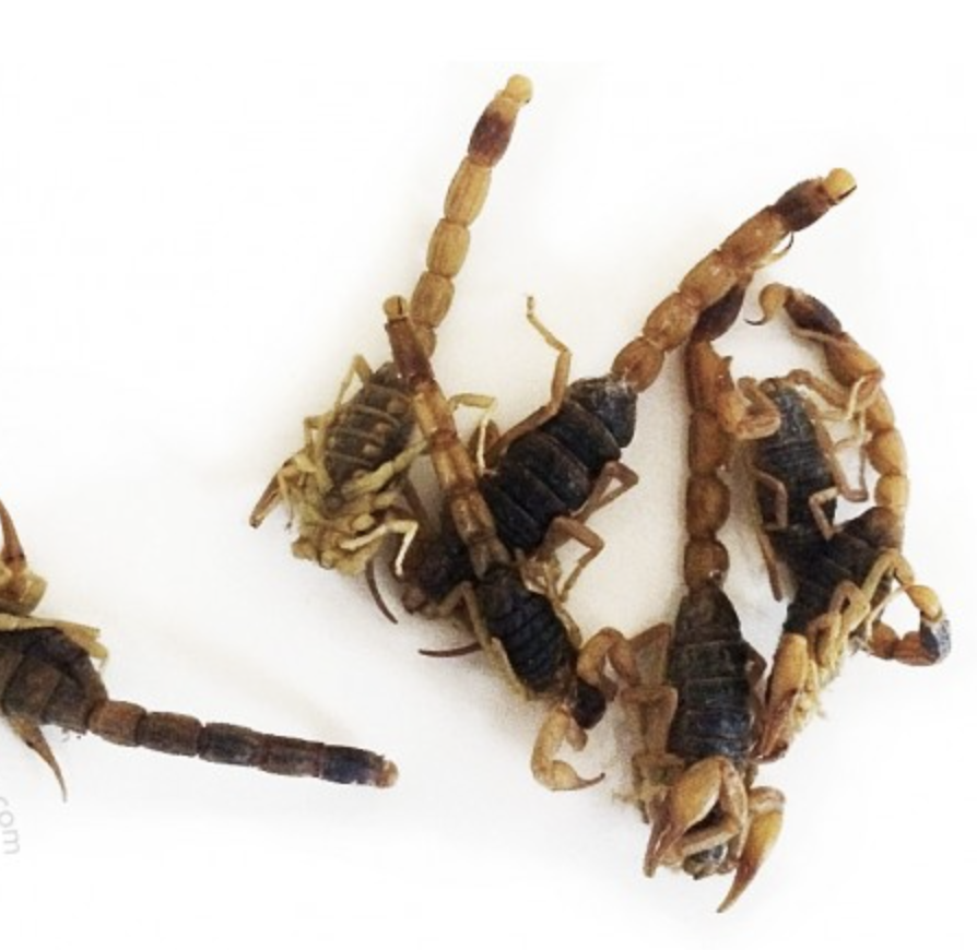 Scorpions au kilo β Image 2