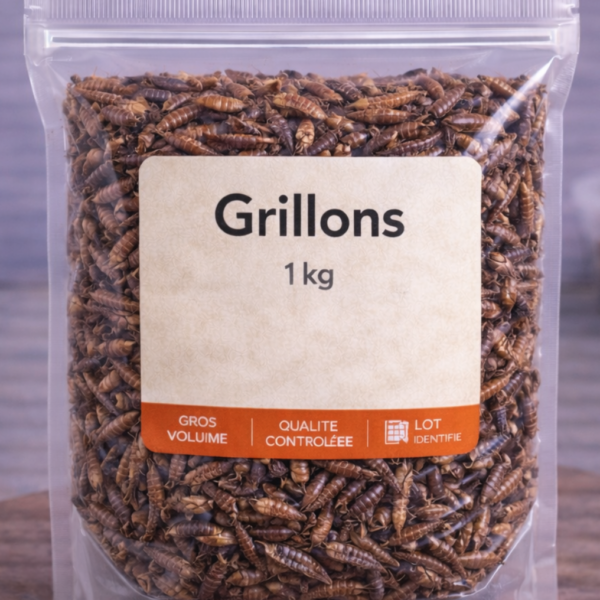 Grillons au kilo - FutureNutrition