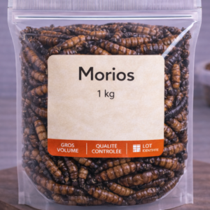 Vers géants morios au kilo