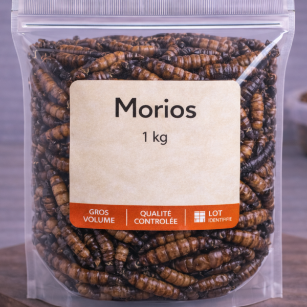 Vers géants morios au kilo - FutureNutrition