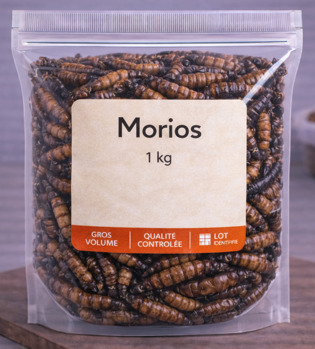 Vers gΓ©ants morios au kilo