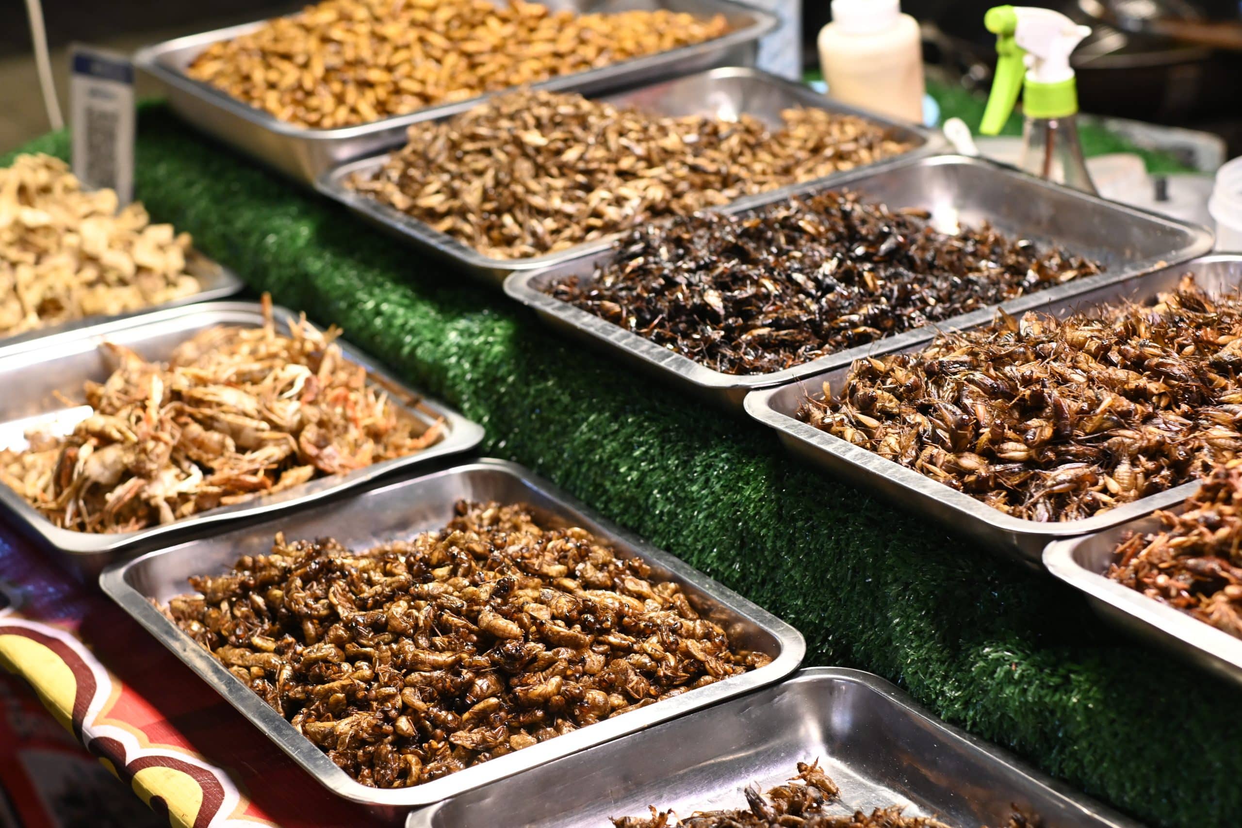Assortiment d'insectes frits : grillons, criquets et snacks croustillants