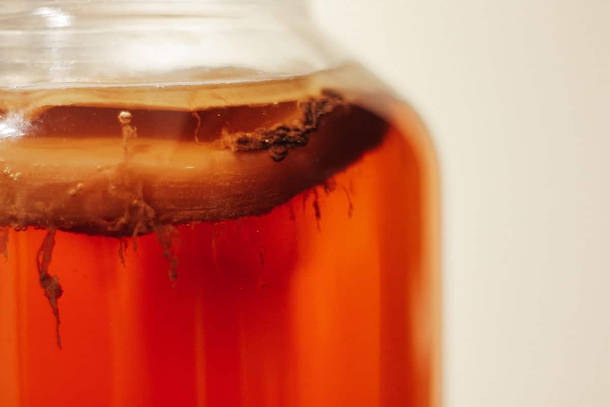 préparation pour kombucha