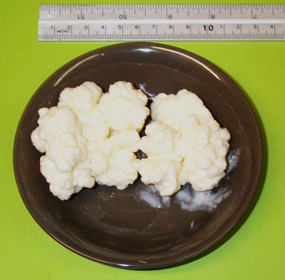 Grains de kéfir - ferment naturel riche en probiotiques