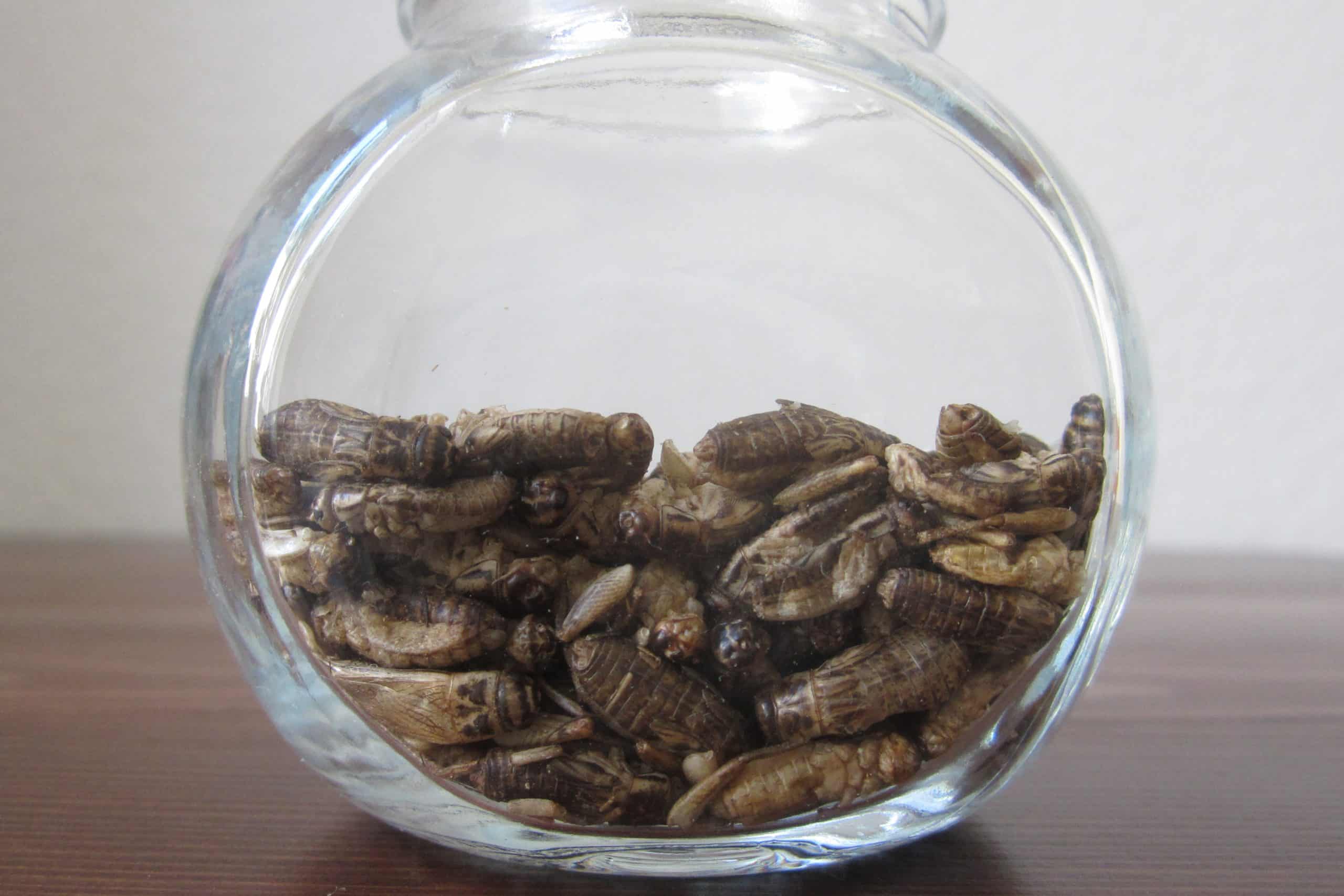 Grillons comestibles (Acheta domesticus) prêts à consommer