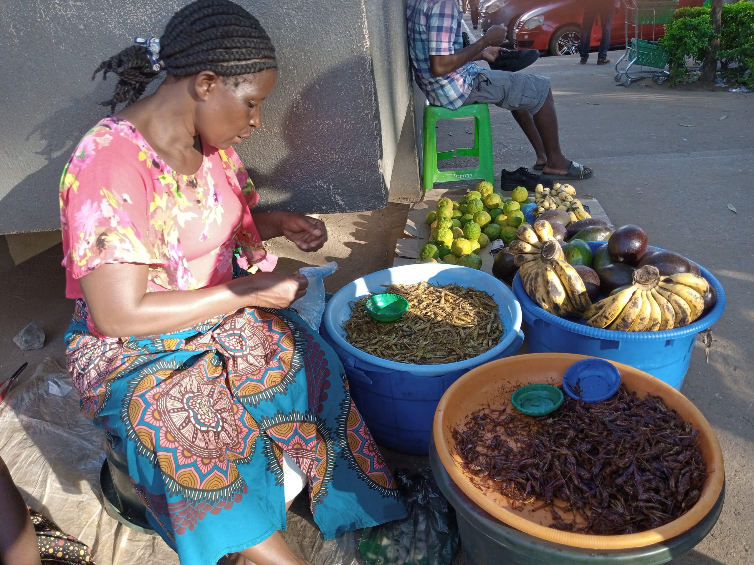 Insectes comestibles - source de protéines alternatives durables