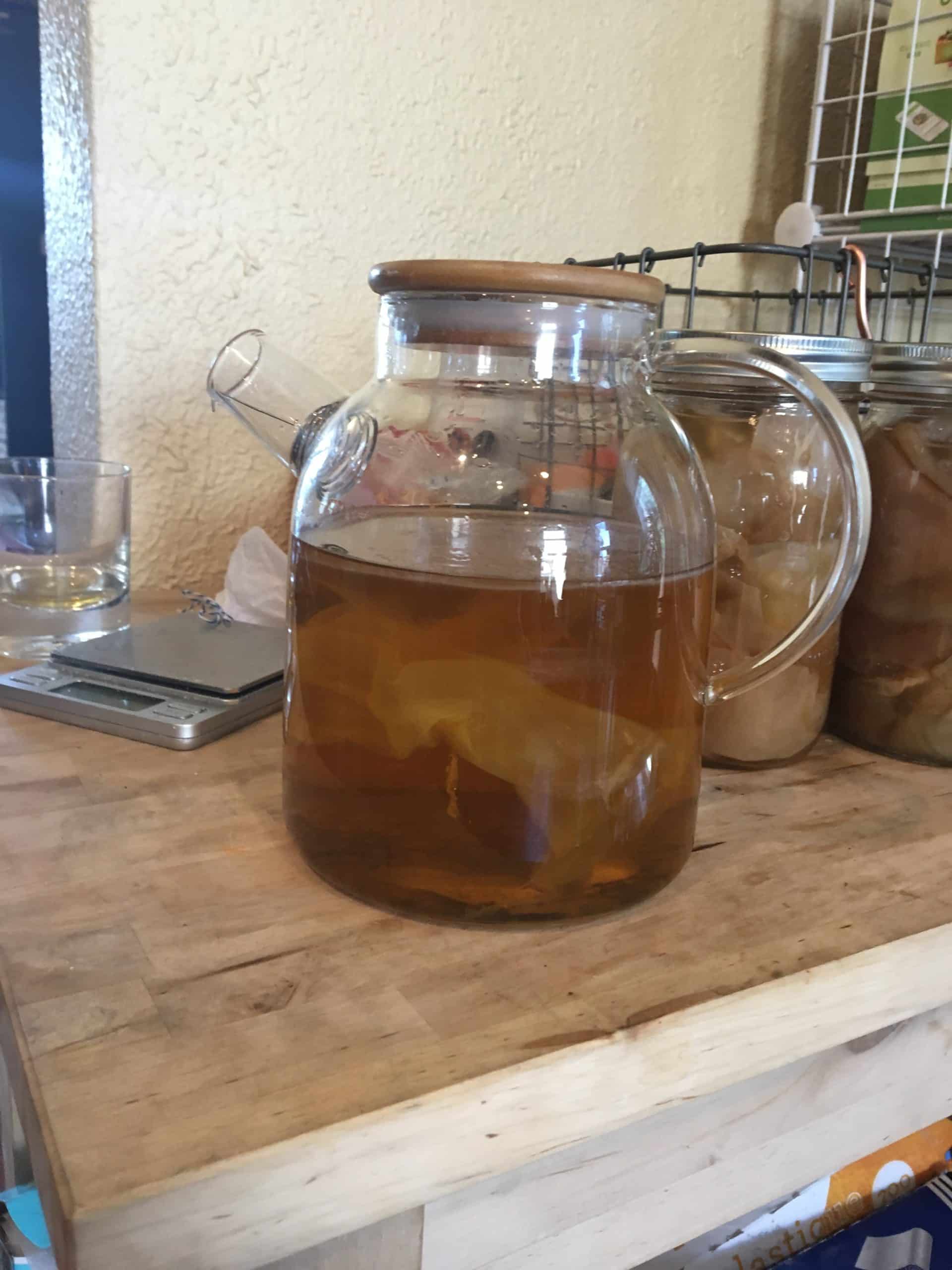 SCOBY de kombucha - culture symbiotique de bactéries et levures