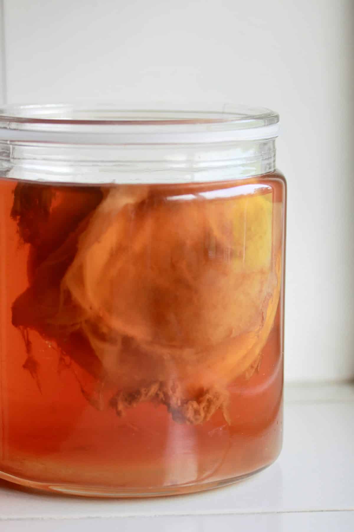 Image: souche de kombucha - Kombucha : votre guide complet