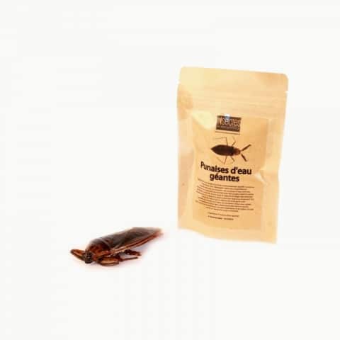 Punaise d'eau géante comestible à côté de son sachet kraft