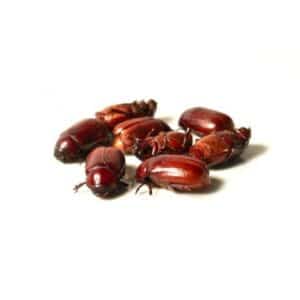 Scarabées géants comestibles